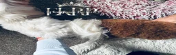 Toy Poodle dogs for stud: 👑 One-in-a-Million red Asian Toy Poodle Stud 👑 - Advert 34