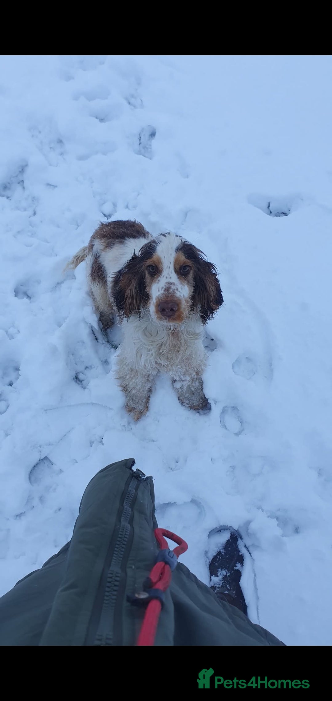 Cocker Spaniel dogs for stud: Chocolate Roan stud - Image 1
