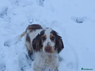 Cocker Spaniel dogs Show cocker Chocolate Roan stud - Advert 13
