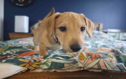 Mixed Breed dogs for sale: Parson Russell Cross Puppies  - Image 4