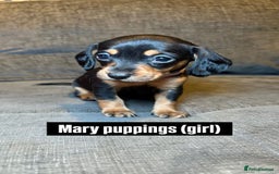 Mixed Breed dogs for sale: Adorable Doxiepoo Puppies for Sale - Advert 6