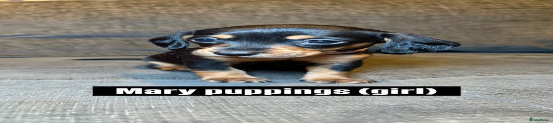 Mixed Breed Puppy 4 (Mary Puppins)