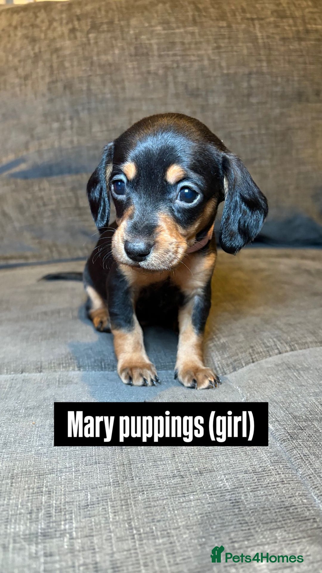 Mixed Breed dogs for sale: Adorable Doxiepoo Puppies for Sale - Advert 6