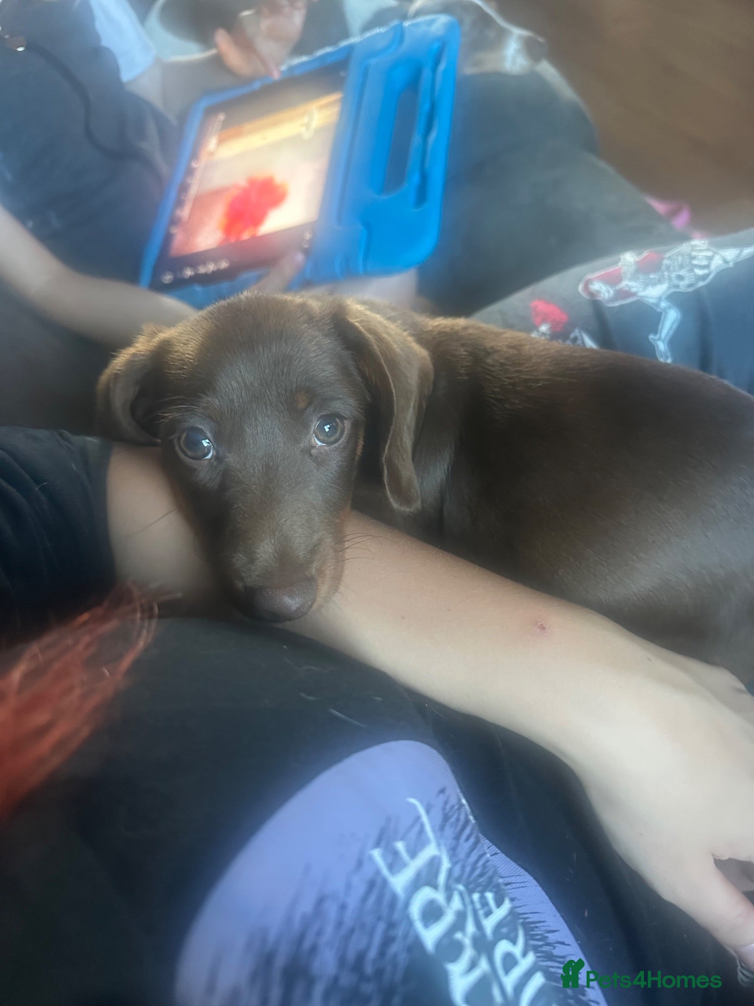 Miniature Dachshund dogs LAST GIRL❤️Mini Dachshunds🌟😍 - Advert 1