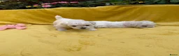 Bichon Frise dogs for sale: ⭐️Gorgeous Bichon Frise Puppies Available ⭐️ - Advert 7