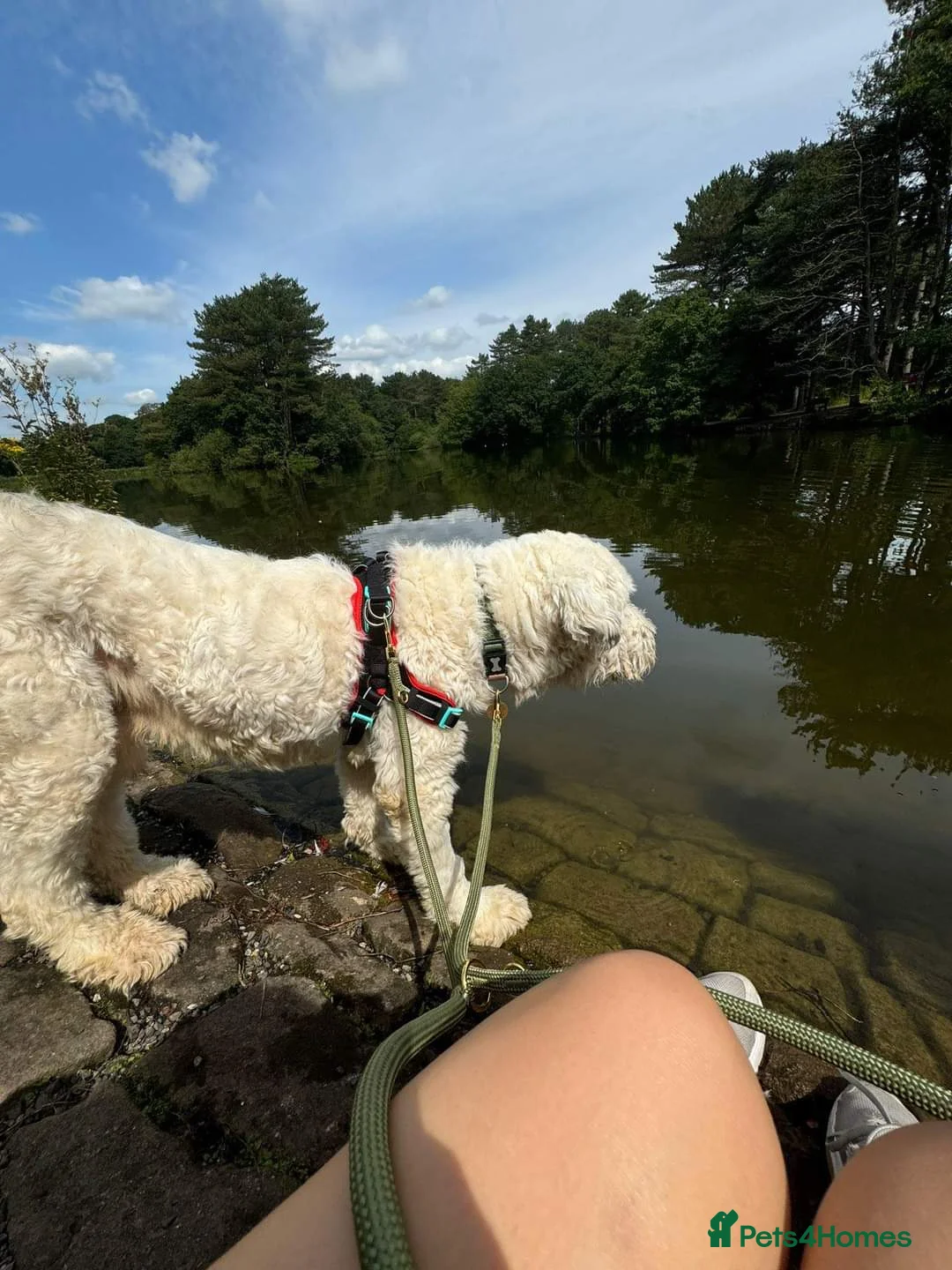 Mixed Breed dogs for adoption: Meet Pixel, currently residing in Lancashire in Blackburn - Advert 6