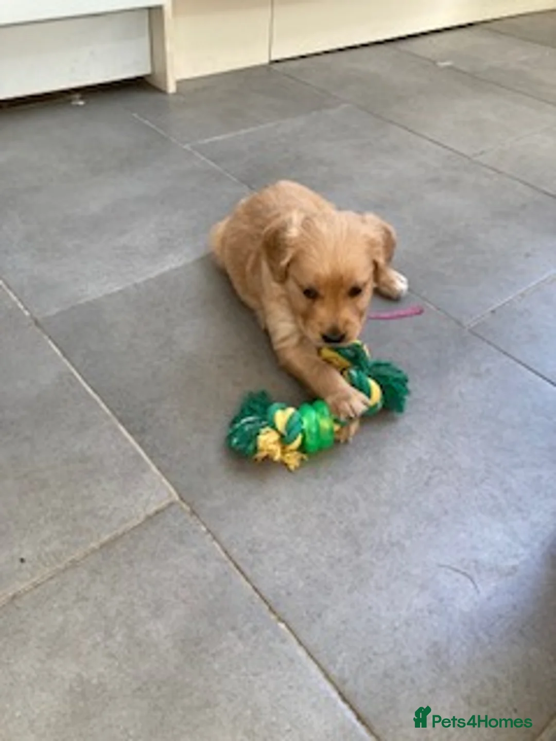Golden Retriever dogs for sale: Golden retriever - Advert 4