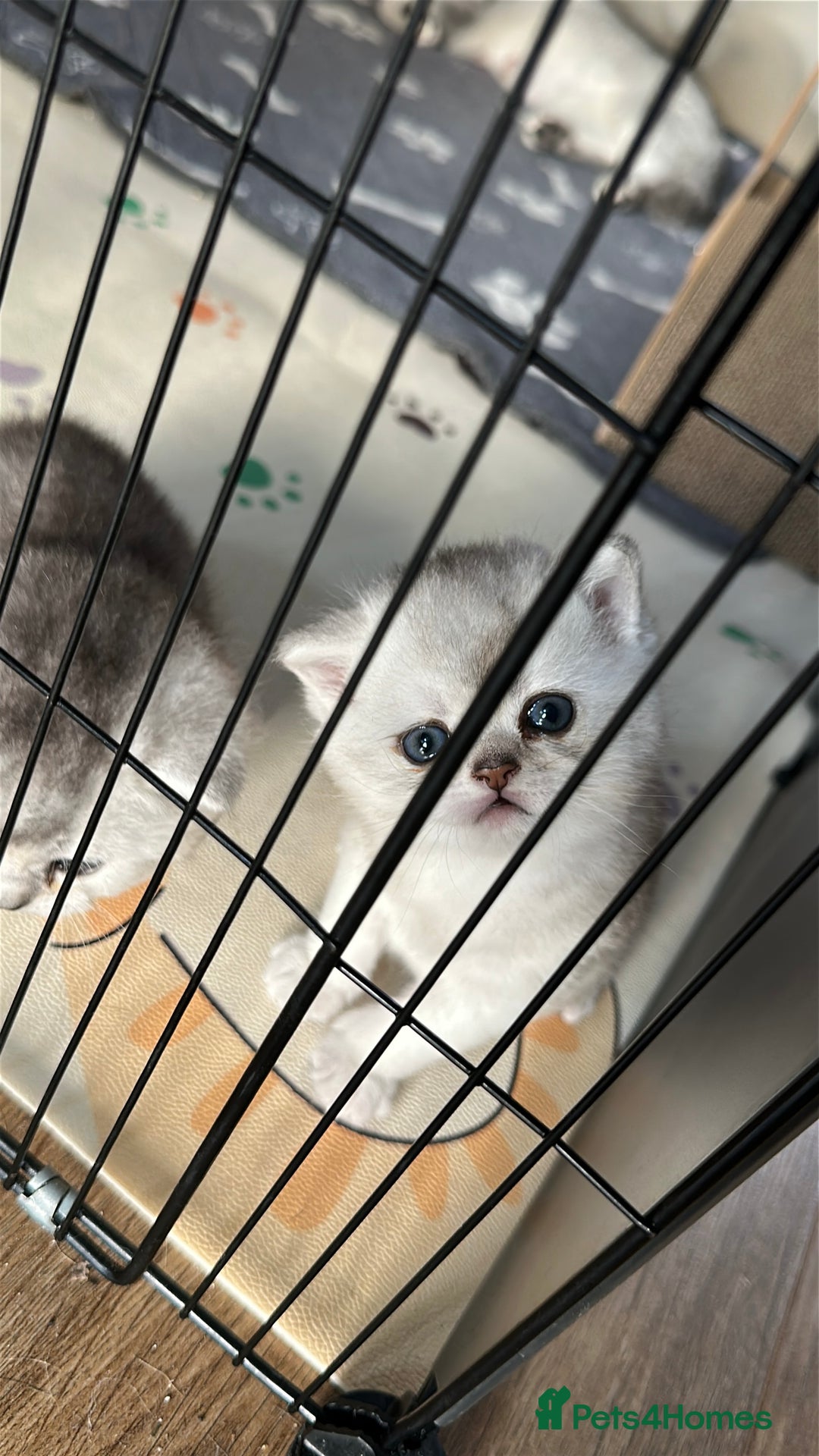 British Shorthair cats for sale: Adorable Kittens – Ready for Reservation  - Image 12