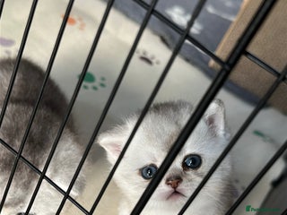 British Shorthair cats - Advert 8