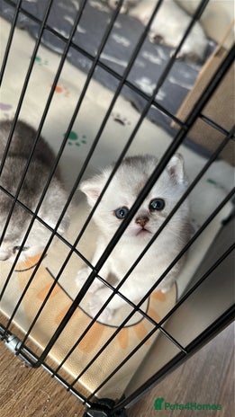 British Shorthair cats - Advert 2