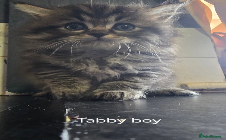 Ragdoll cats - Advert 5