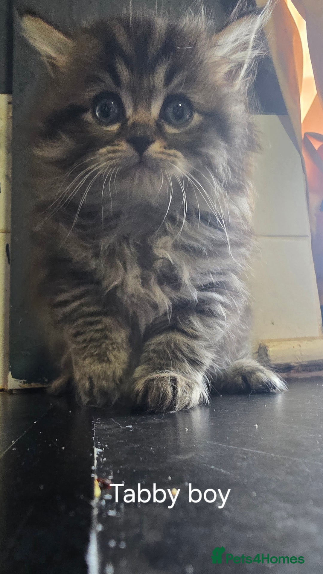 Ragdoll cats for sale: Ragdoll Kittens For Sale - Image 1