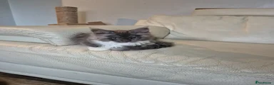 Maine Coon Kitten 3