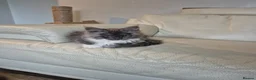 Maine Coon cats for sale: Tica registered maine coon kittens  - Advert 15