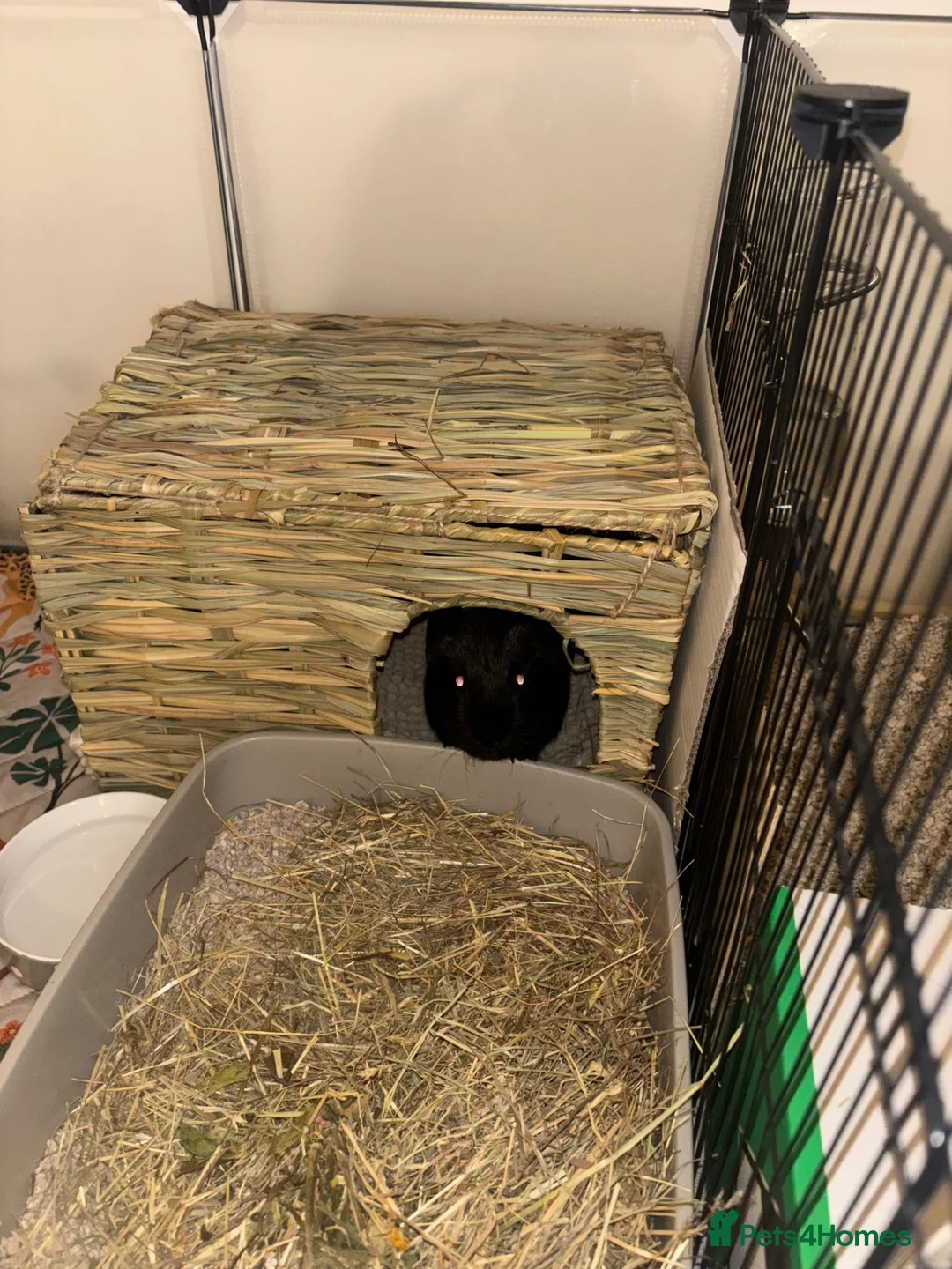 Guinea Pig rodents for sale: Lone male guinea pig  in Liverpool - Advert 2