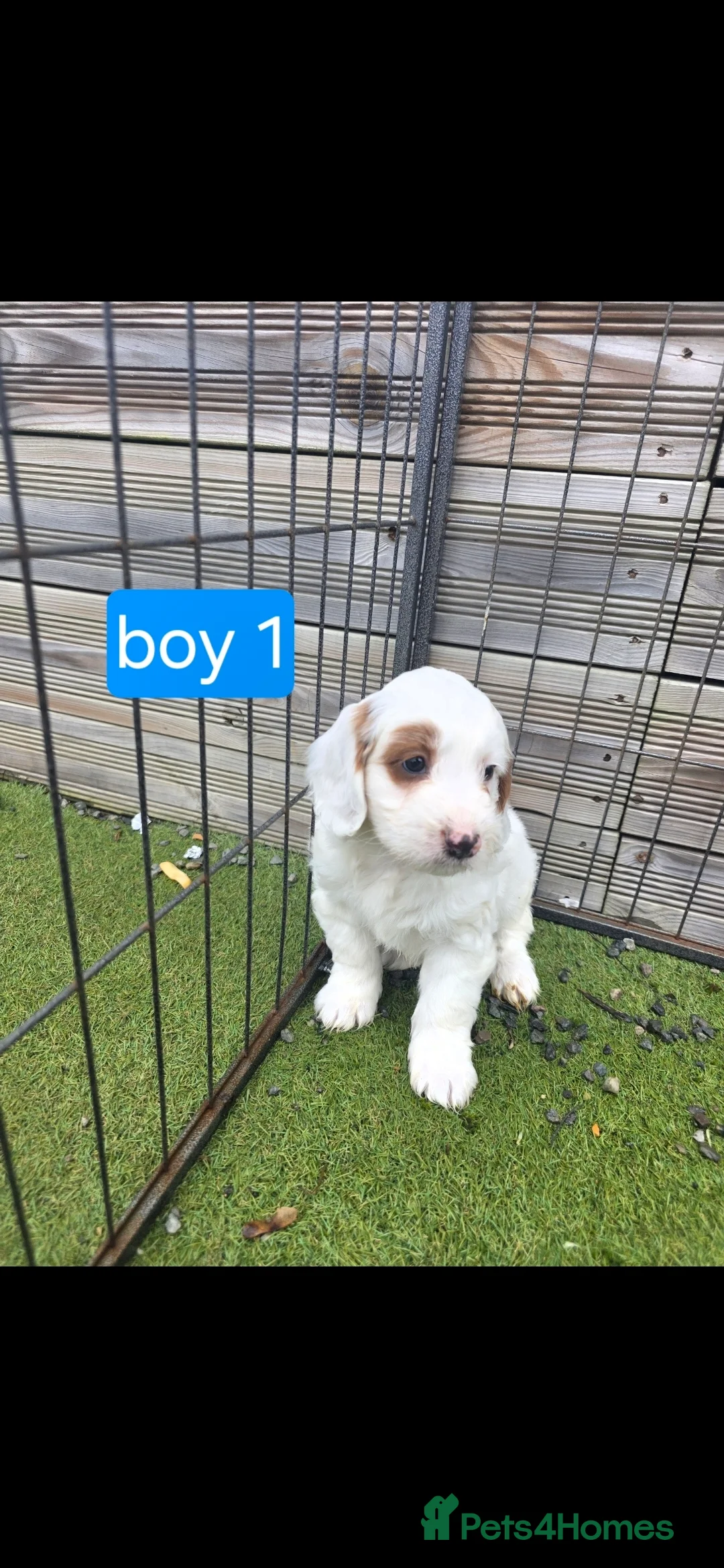 Cockapoo dogs for sale: Adorable Cockapoo pups ready to go 🐾 - Advert 15