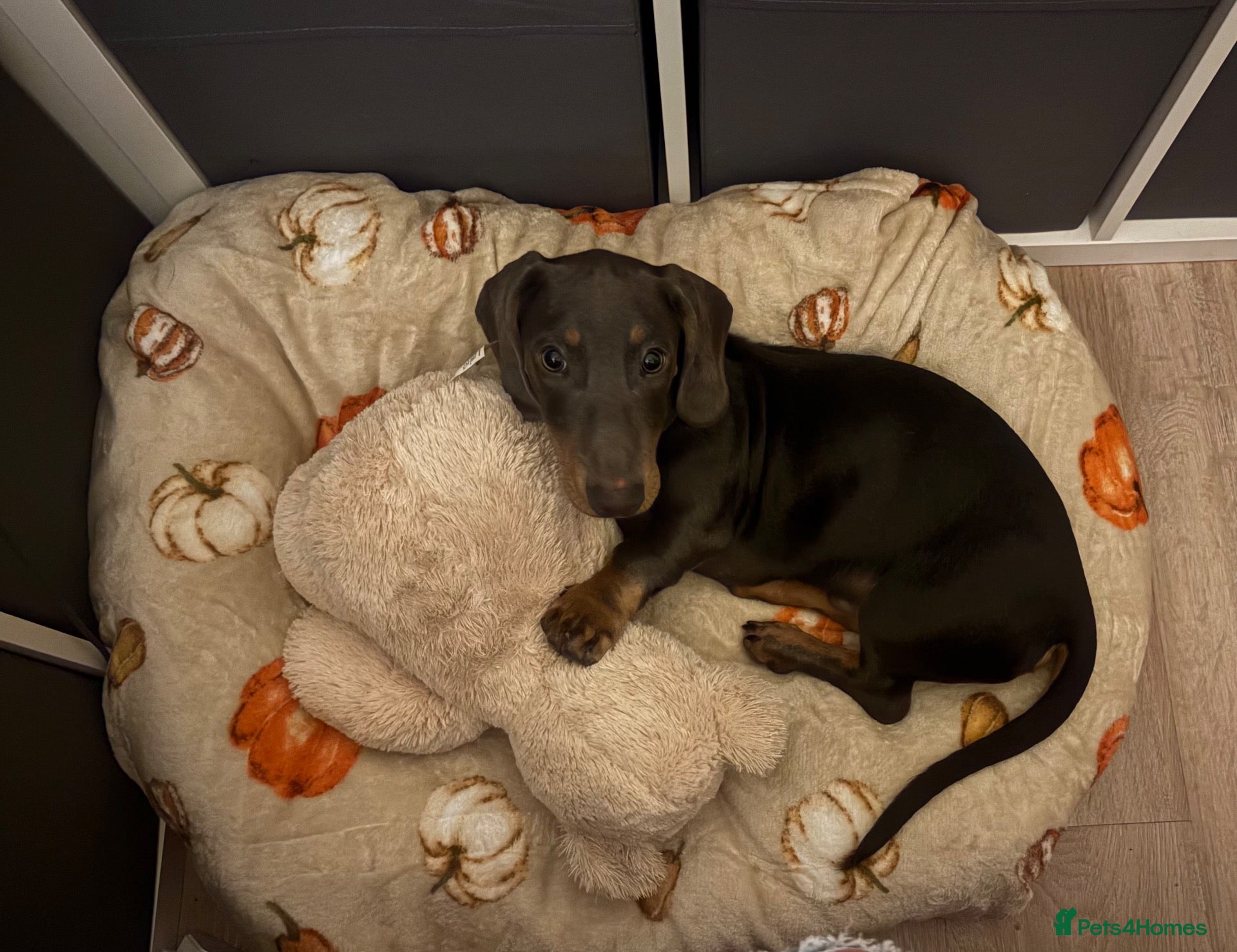 Dachshund dogs Bluey is a silver dapple  - Advert 4