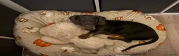 Dachshund dogs for sale: Bluey is a silver dapple  - Advert 1