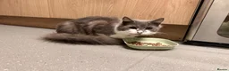 Mixed Breed cats for sale: Male cat  in Ashbourne - Advert 1
