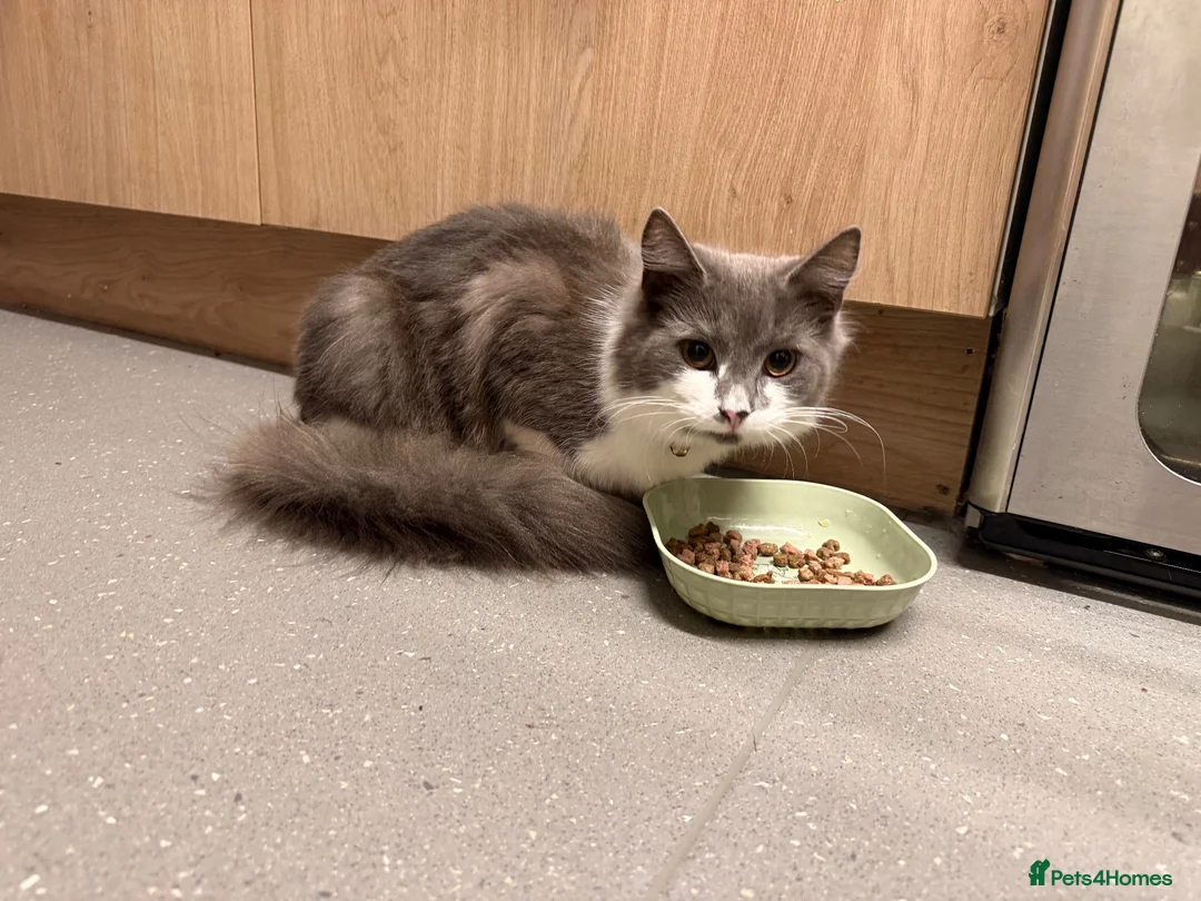 Mixed Breed cats for sale: Male cat  in Ashbourne - Advert 1