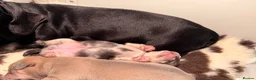 Mixed Breed dogs for sale: French sausages - Advert 1