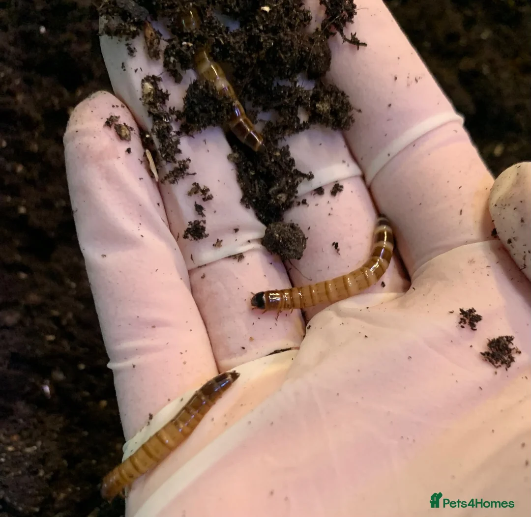 Beetles invertebrates for sale: Morio Worms/Super Worms, L1-3 - Advert 1