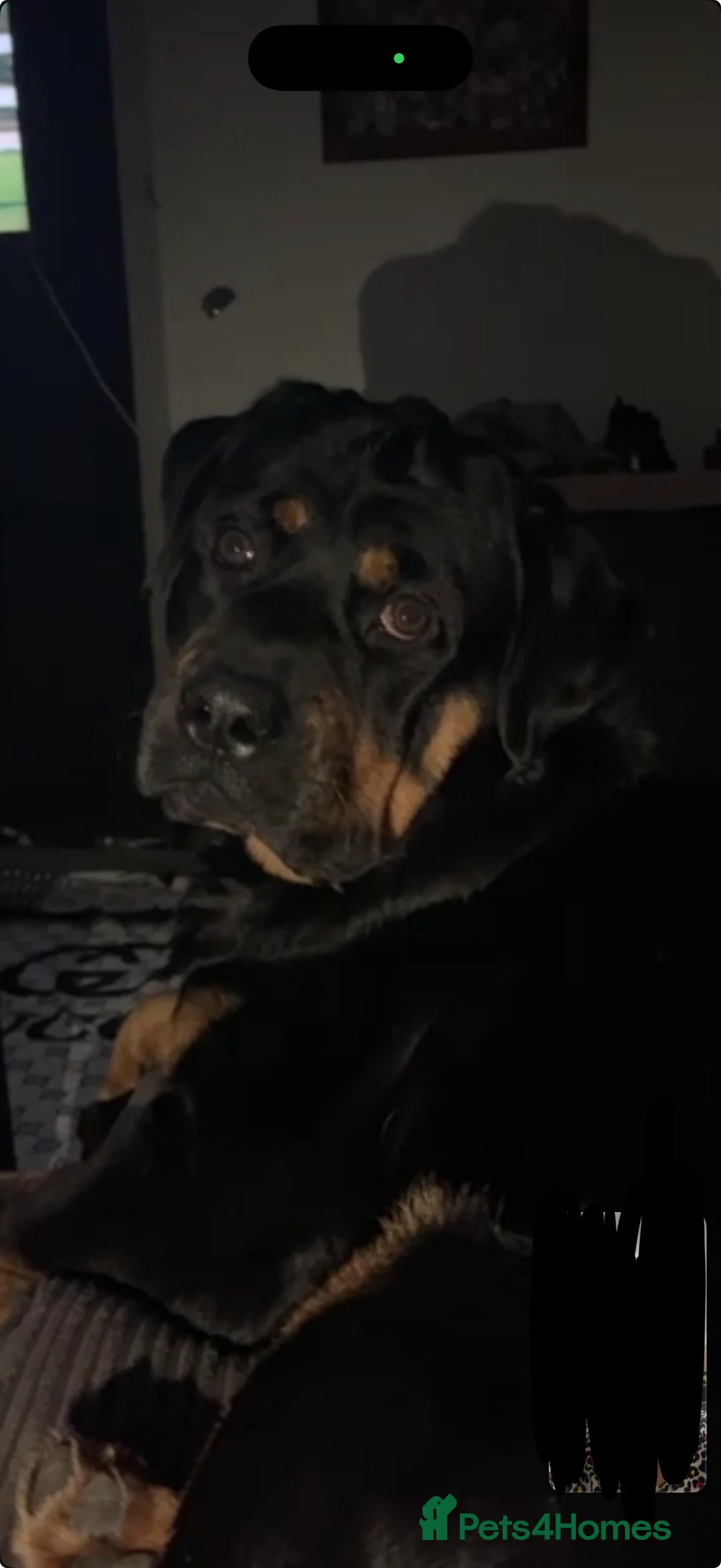 Rottweiler dogs for stud: Rottweiler for stud - Advert 4