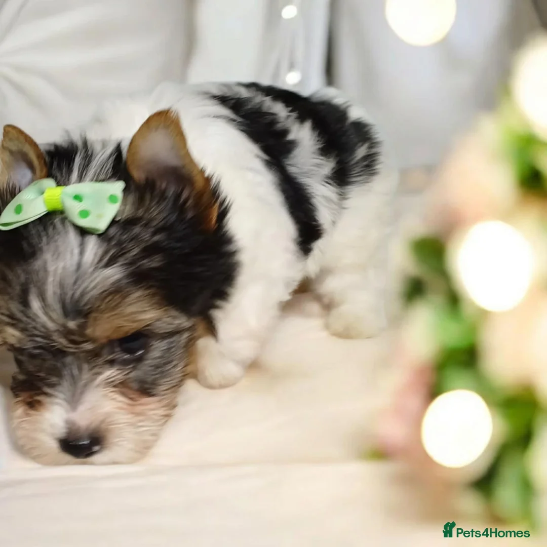 Yorkshire Terrier dogs for sale: 100% Biewer yorkshire-terrier Pedigree  - Advert 6