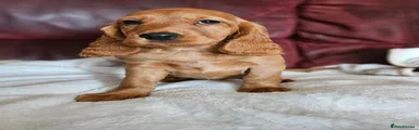 Cocker Spaniel 7