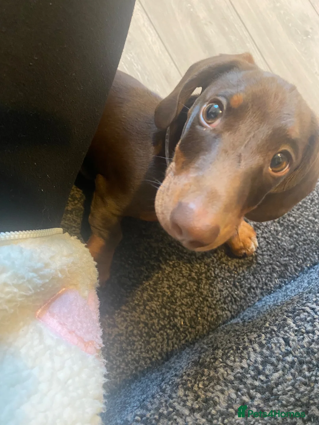 Miniature Dachshund dogs for sale: Miniature Dachshund  - Advert 3