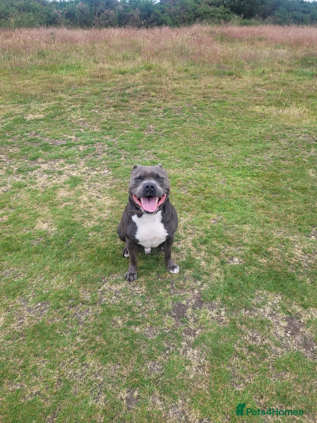 Staffordshire Bull Terrier dogs for stud: Blue Staffordshire bull terrier stud in Birmingham - Advert 12