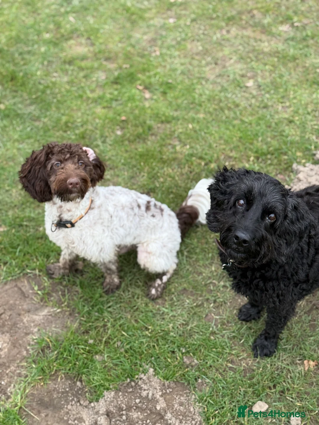 Cockapoo dogs for sale: Cockapoo for sale  - Advert 2