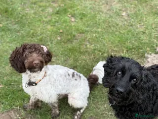 Cockapoo dogs Cockapoo for sale - Advert 15