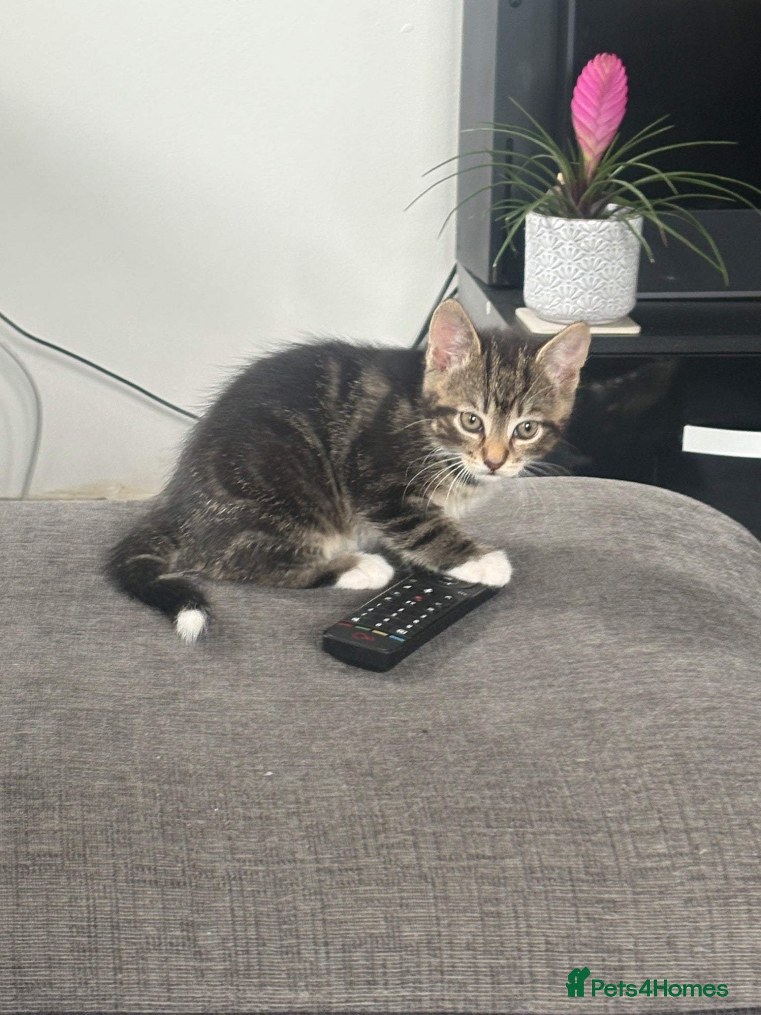 Mixed Breed cats One beautiful tabby boy for sale - Advert 5