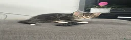 Mixed Breed cats for sale: One beautiful tabby boy for sale - Advert 1