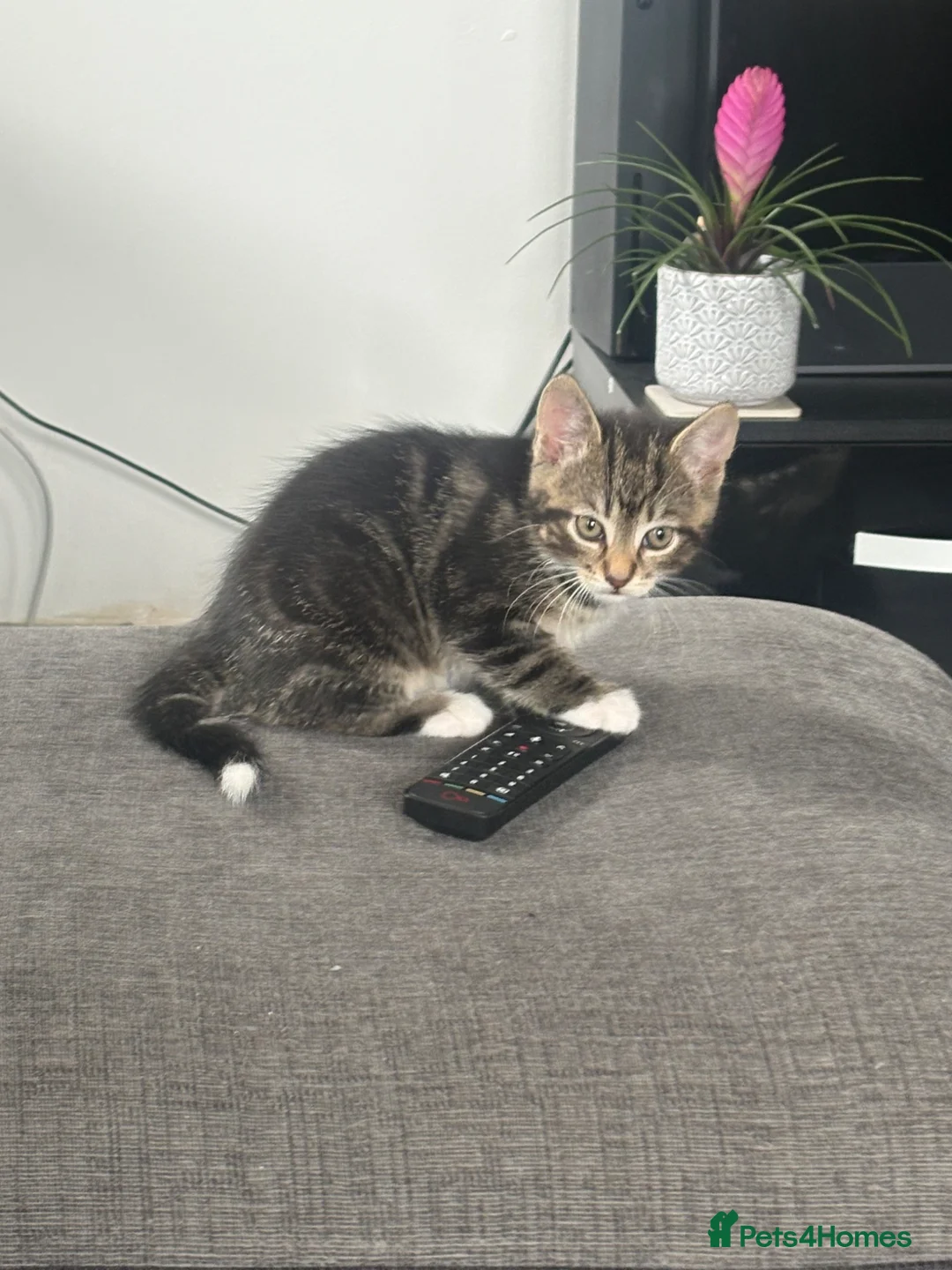 Mixed Breed cats for sale: One beautiful tabby boy for sale - Advert 1