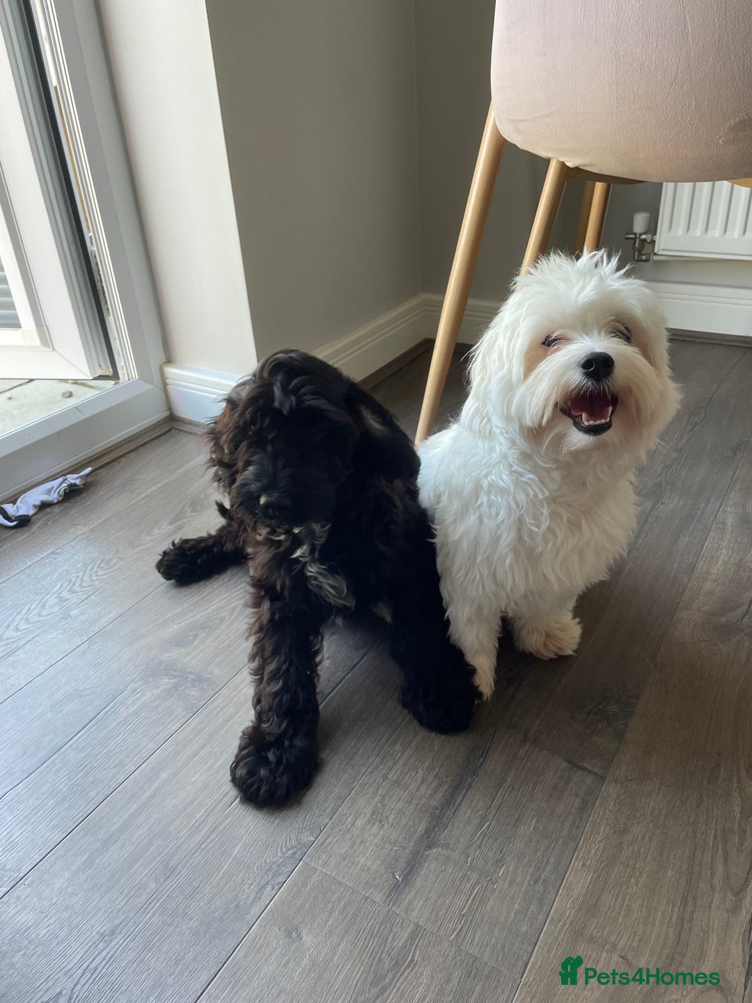 Mixed Breed dogs for sale: Loving dog Winter looking for her forever home - Image 10