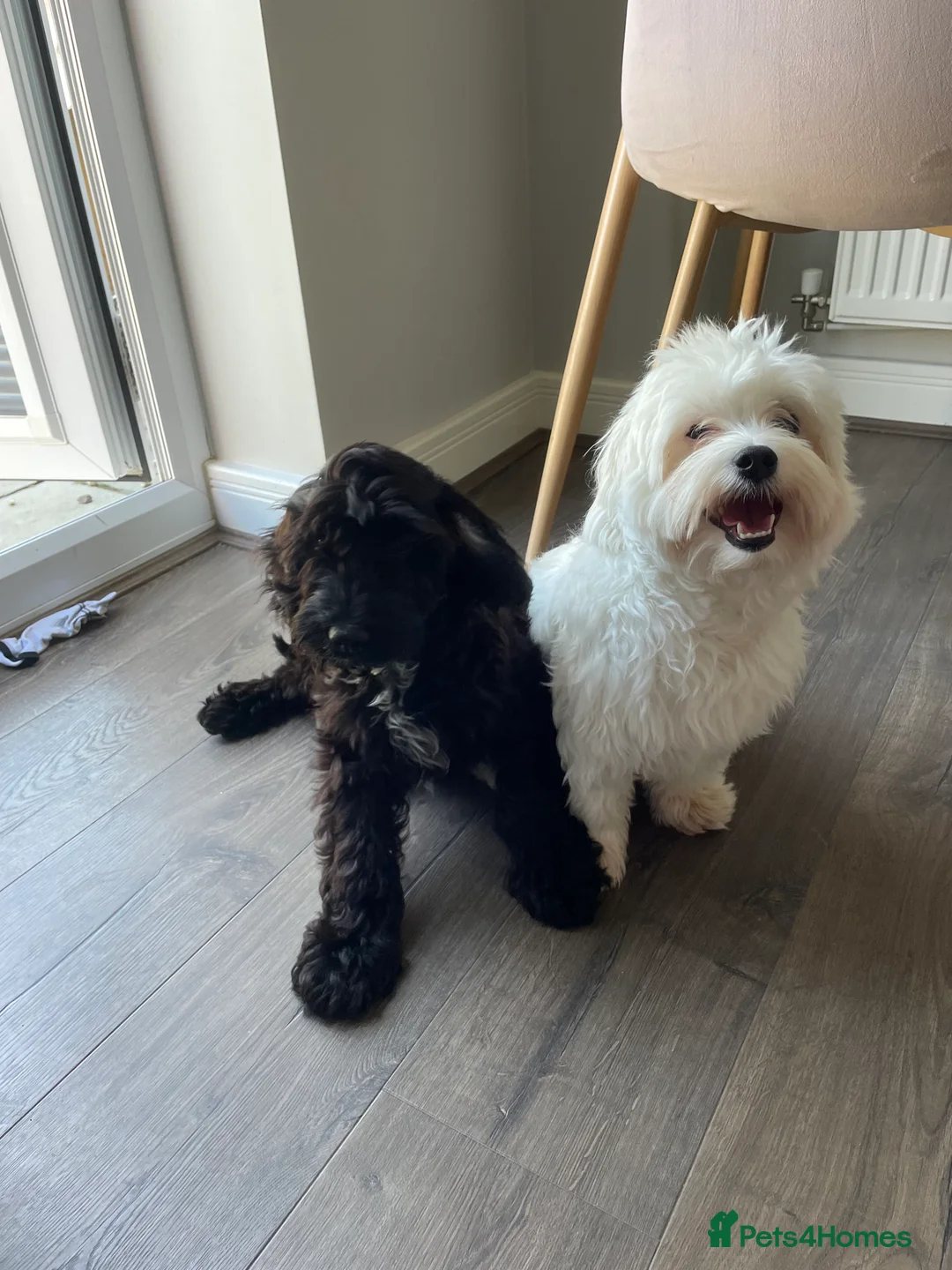 Mixed Breed dogs for sale: Loving dog Winter looking for her forever home - Advert 10