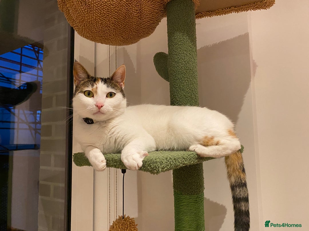 Domestic Shorthair cats for sale: Calico cat- pochita  - Image 3