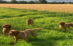 Labrador Retriever dogs for sale: Fox Red Labrador Puppies  - Image 19