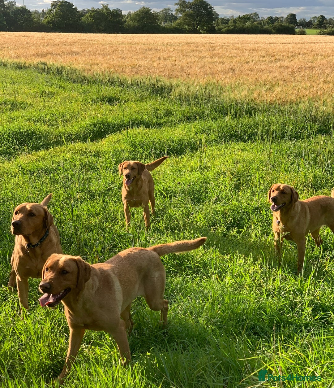 Labrador Retriever dogs for sale: Fox Red Labrador Puppies  - Image 19