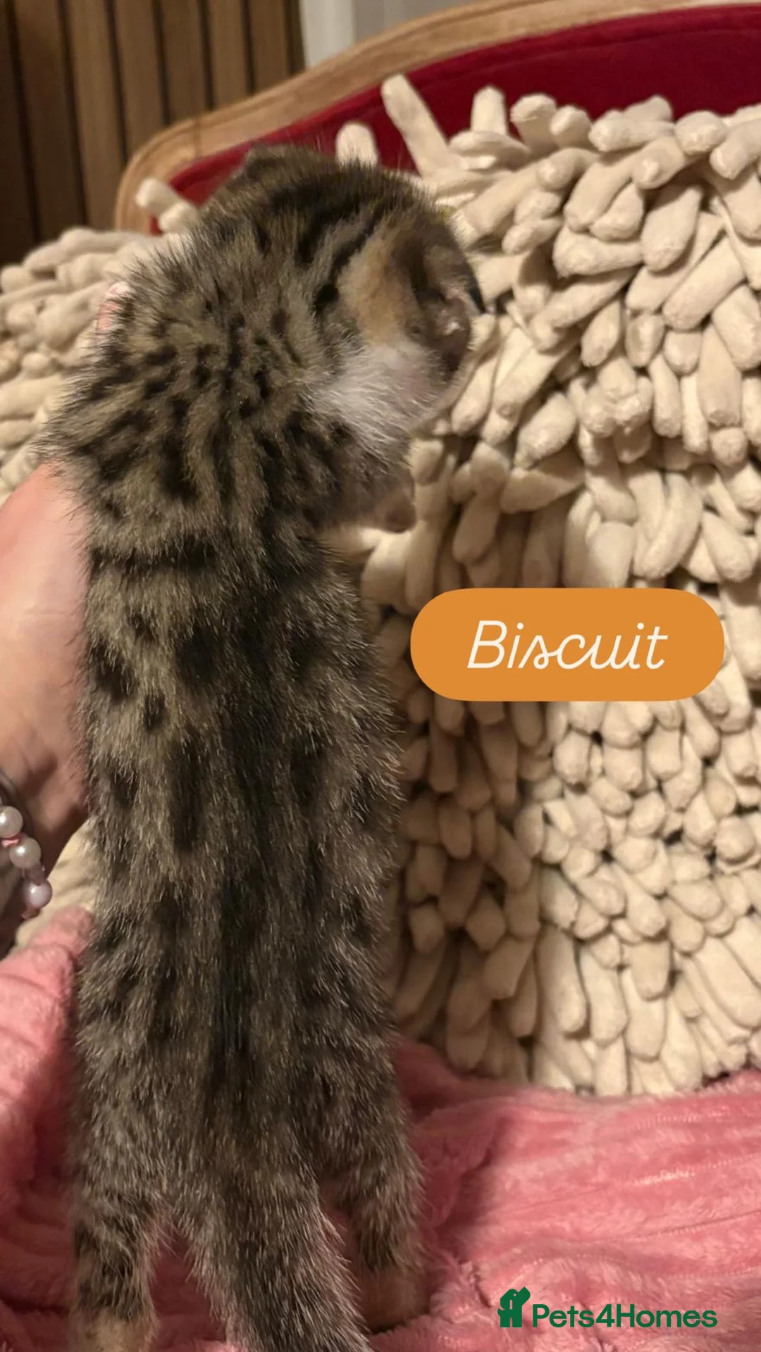 Scottish Fold cats for sale: 3 Beautiful ScottishFold TabbiesStripesSpotsFolded - Advert 4