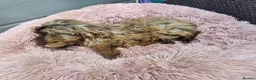 Cockapoo dogs for sale: Generation cockerpoo puppies ready now  - Advert 8
