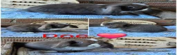 Mini Lop rabbits for sale: Gorgeous pure breed mini lops  - Advert 12