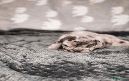 French Bulldog dogs for sale: French Bulldogs - Image 19