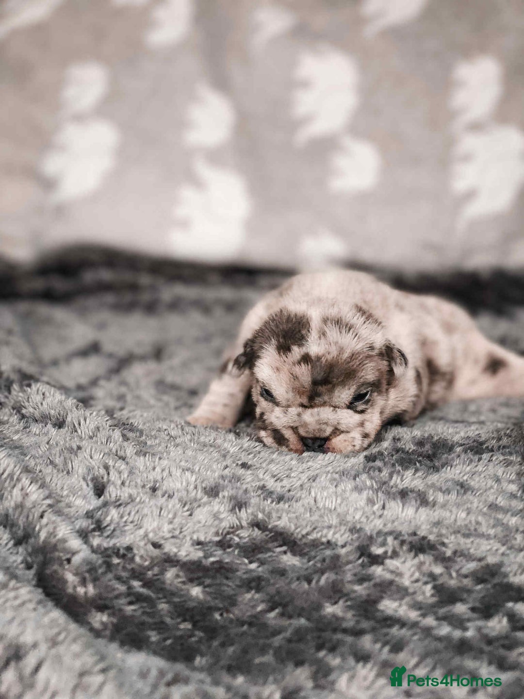 French Bulldog dogs for sale: French Bulldogs - Image 19