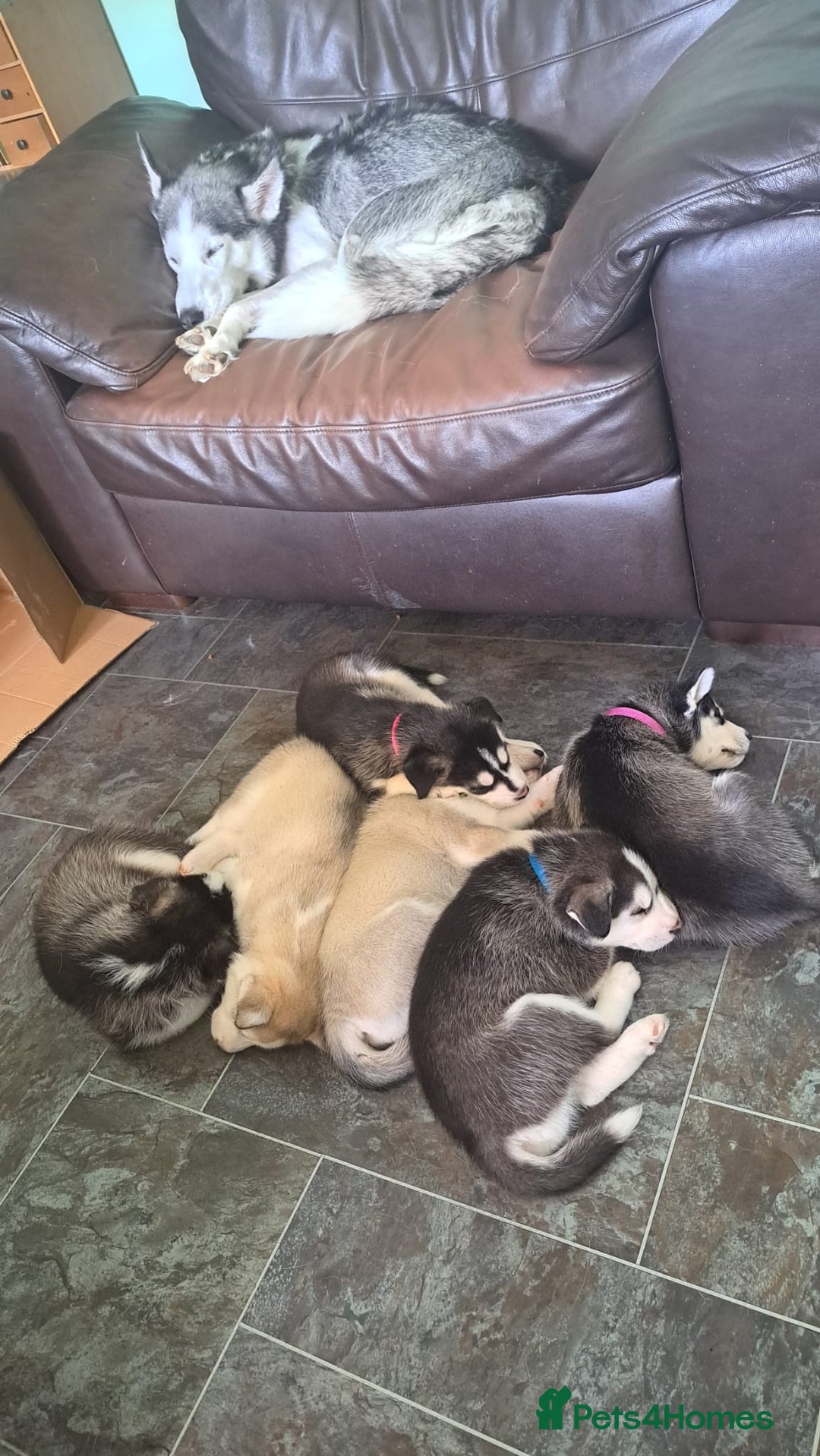Siberian Husky dogs for sale: Huskie puppies - Image 7