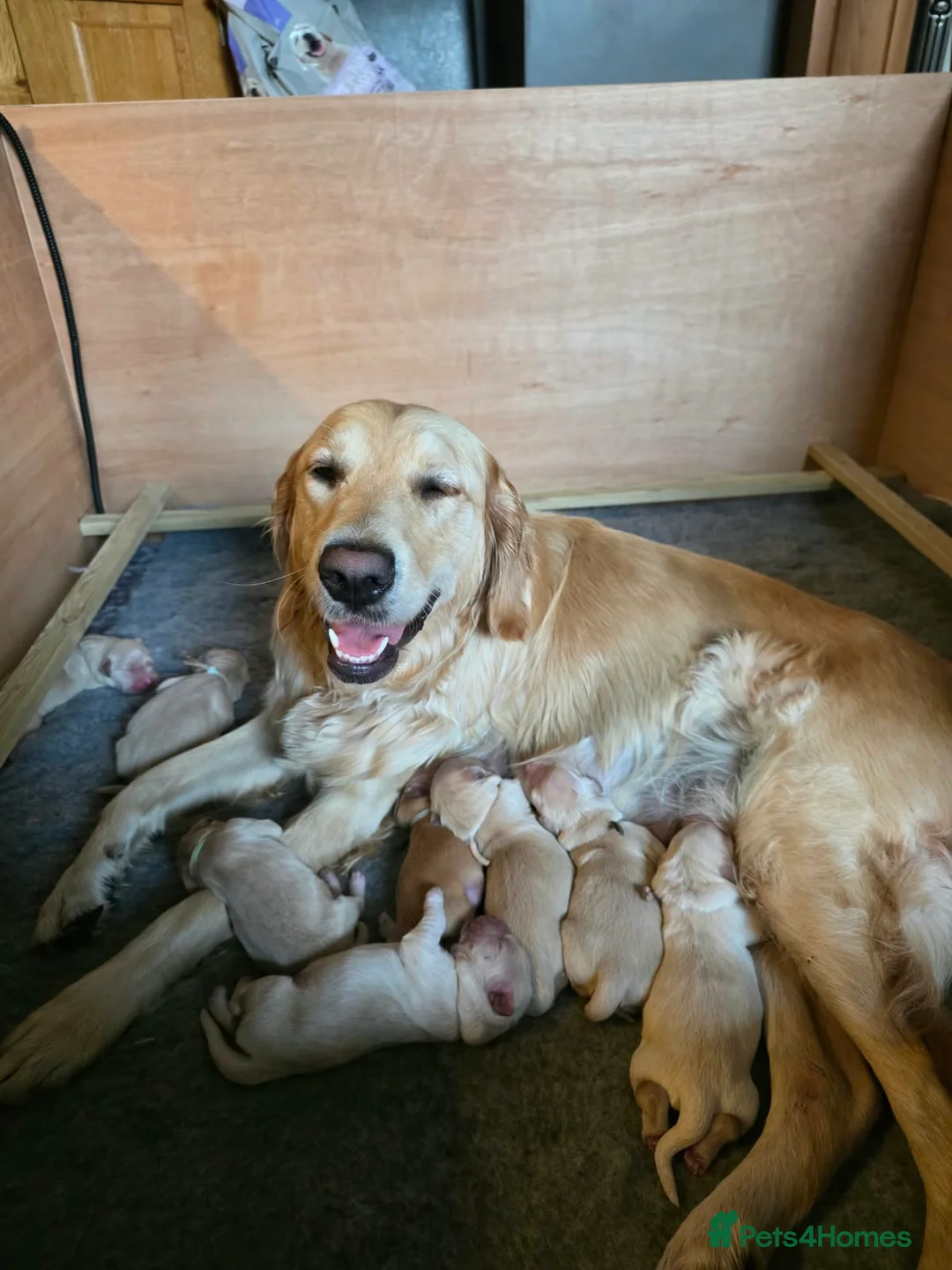 Goldendoodle dogs for sale: Adorable Goldendoodles in Pontypool - Advert 1