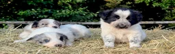 Border Collie dogs for sale: Beautiful Border Collies, proven agility obedience - Advert 16