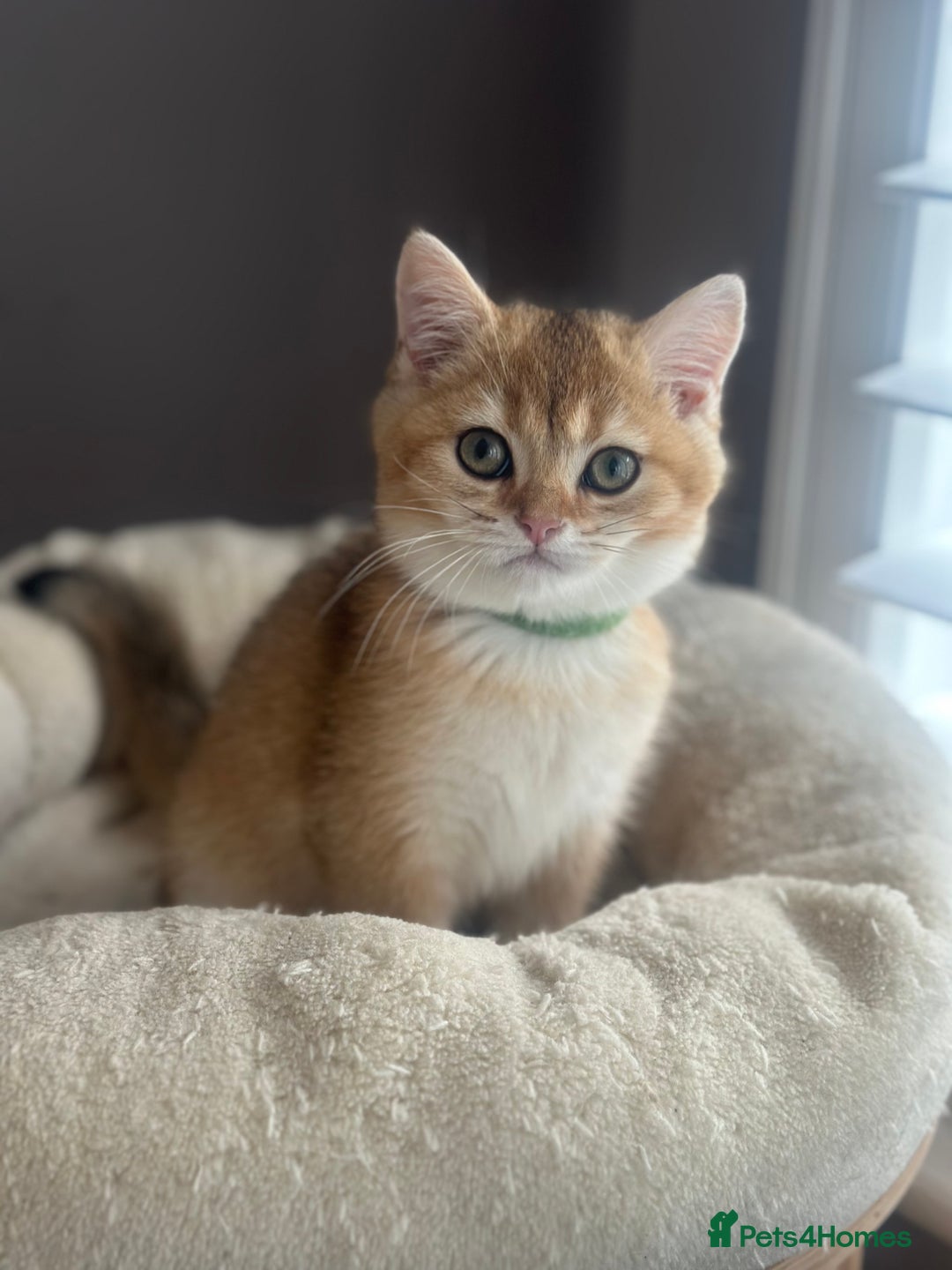 British Shorthair cats for sale: ‼️READY NOW‼️ 2 kittens left  - Advert 23